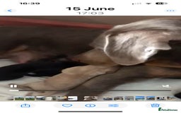 Mixed Breed dogs for sale: Only two Cavadors left.... - Image 3