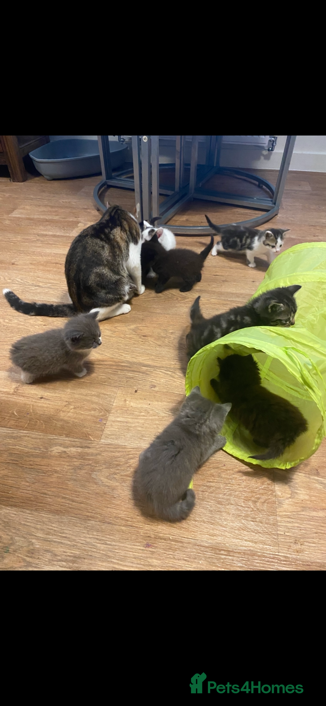 British Longhair cats for sale: 8 fluffy kittens  - Image 8