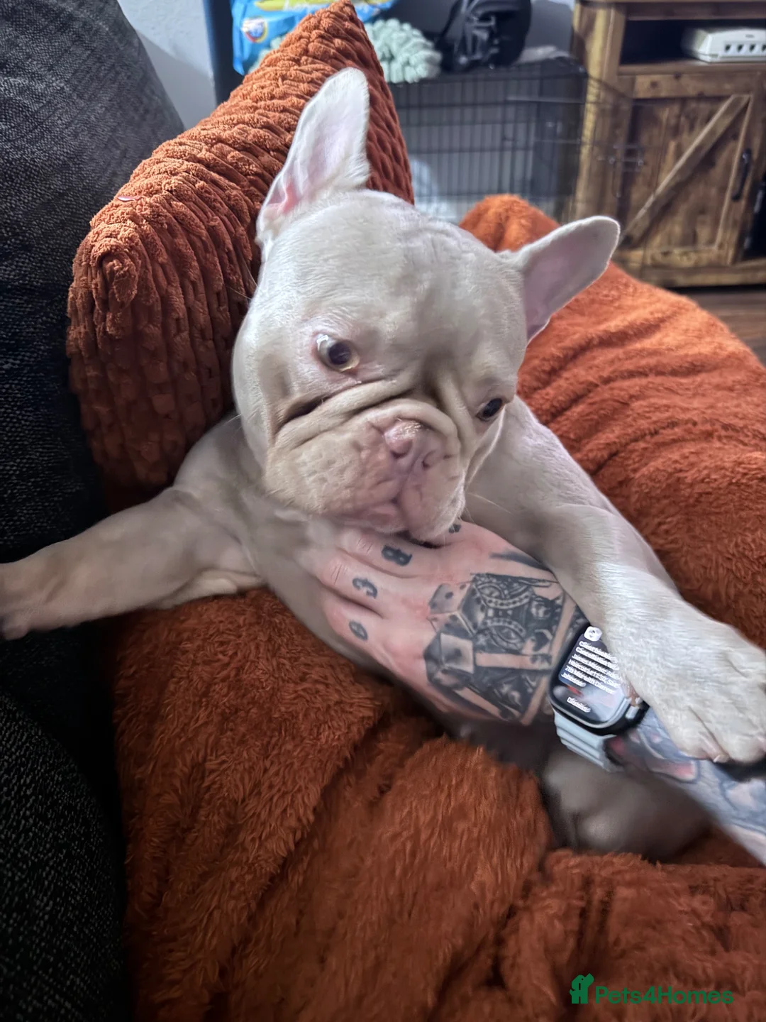 French Bulldog dogs for sale: Looking For Forever home blue French bulldog age 3 in Bedford - Advert 7