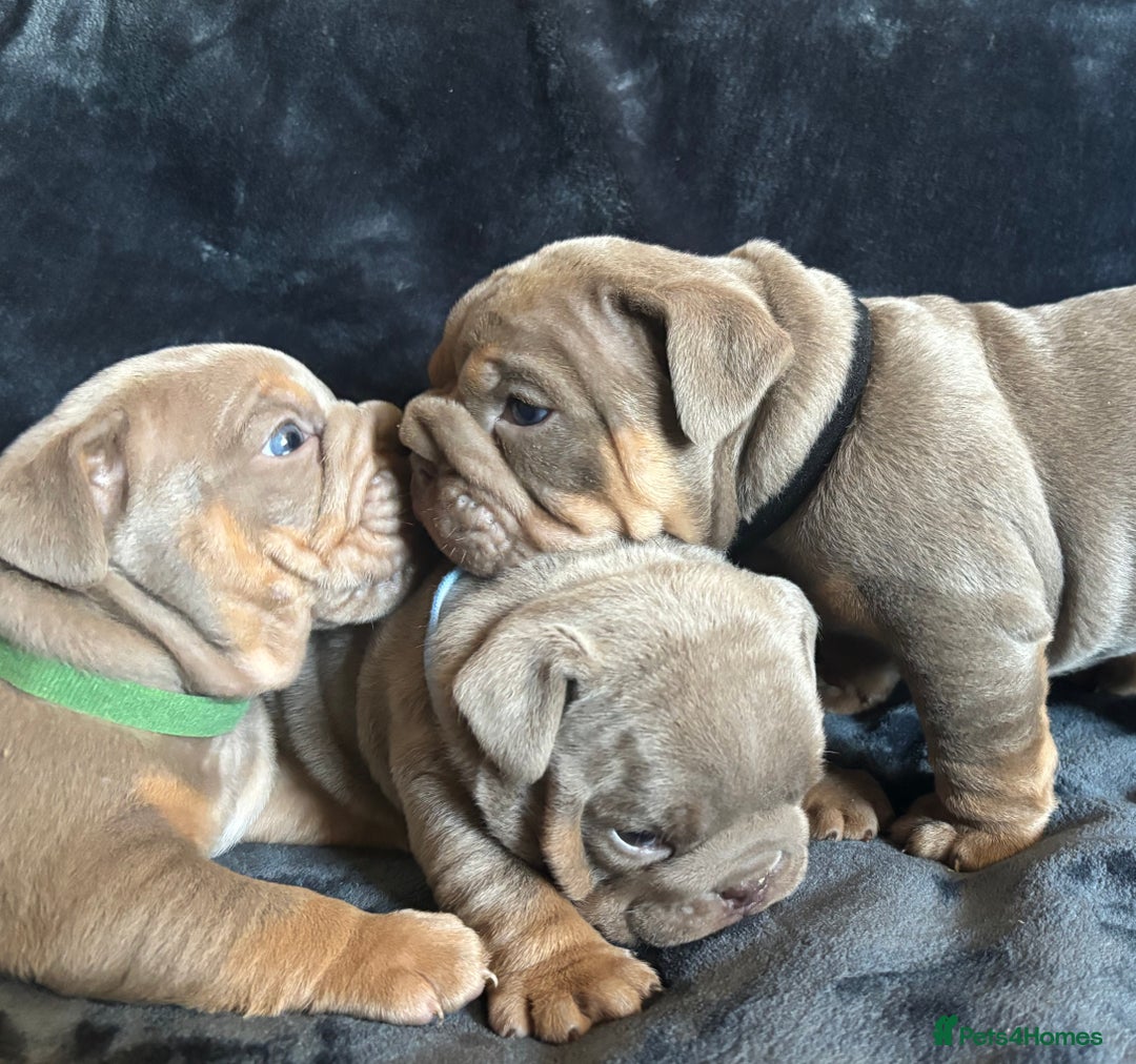 English Bulldog dogs for sale: Top Quality Chunky KC English Bulldogs  in Lampeter - Image 9