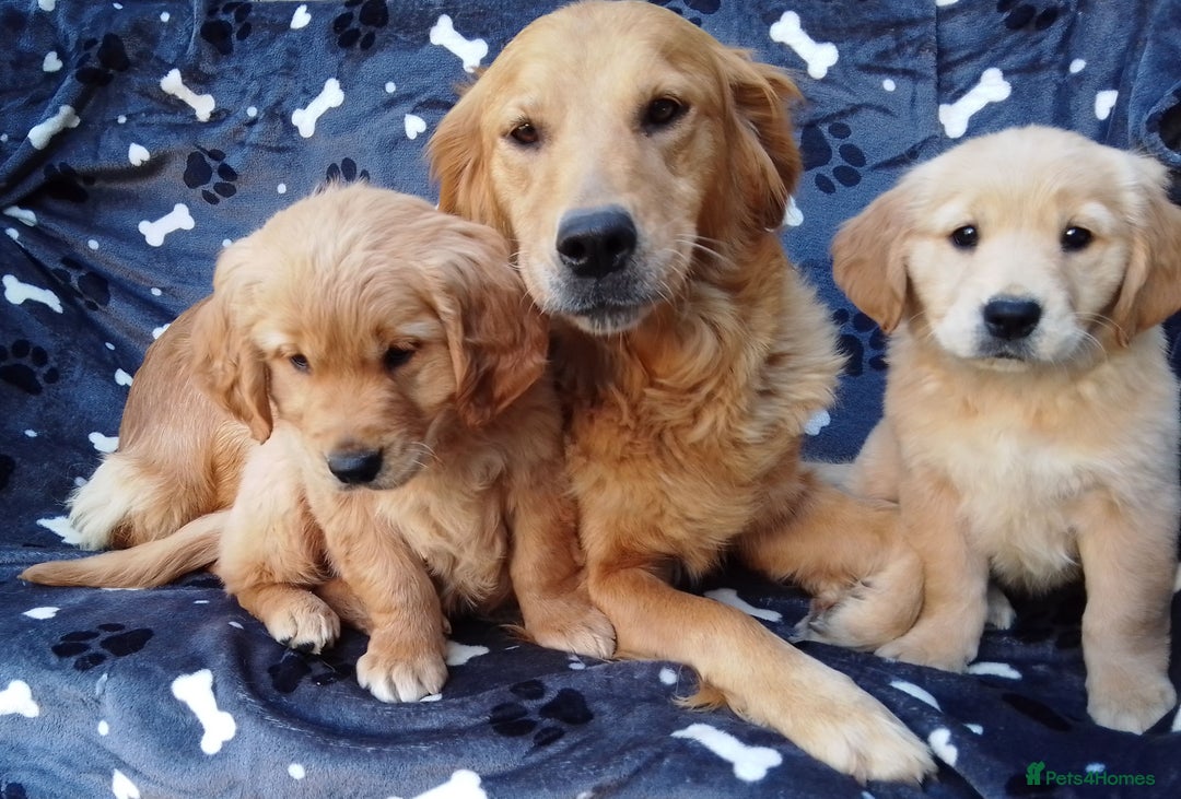 Golden Retriever dogs for sale: Golden retriever puppies extensively health tested - Image 11