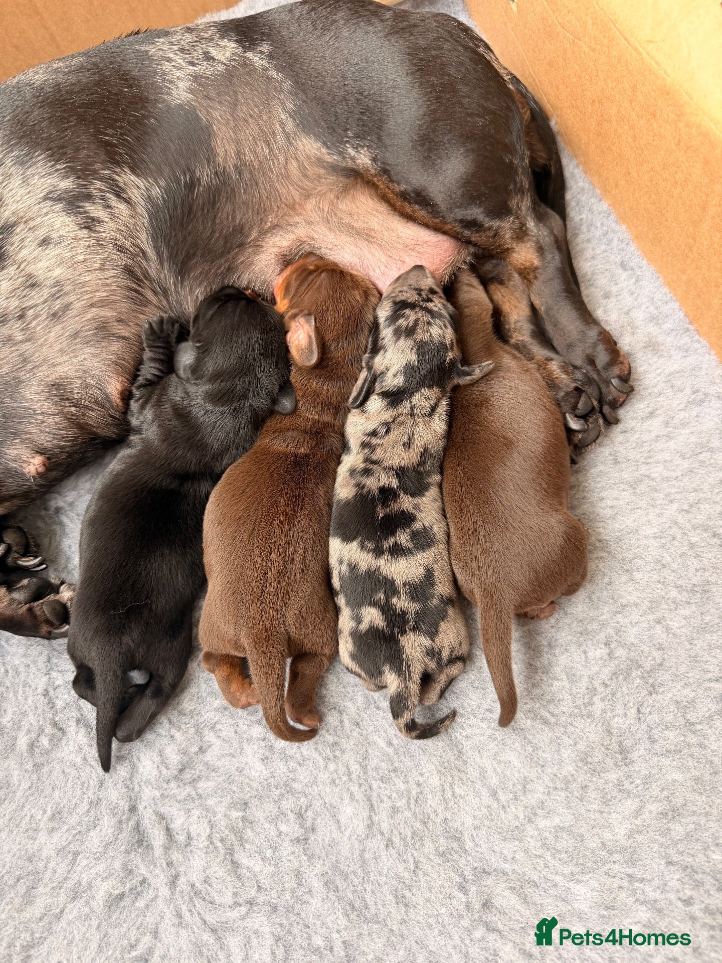 Miniature Dachshund dogs for sale: True Miniature Dachshund Puppies, Ready InDecember - Advert 17