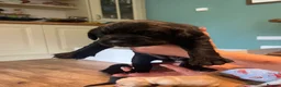 Labrador Retriever dogs for sale: Labrador Puppies - Advert 12