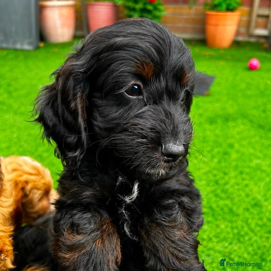 Cockapoo dogs Last beautiful little girl - Advert 1