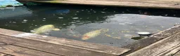 Koi Carp fish for sale: Large Japanese koi carp - Advert 8