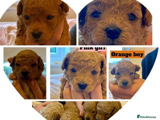 Poochon dogs ♥️🐶🧸 TINY ASIAN TOY POOCHONS FOR SALE ♥️ - Advert 4