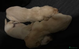 Labrador Retriever dogs for sale: 5 male labradors - Advert 7