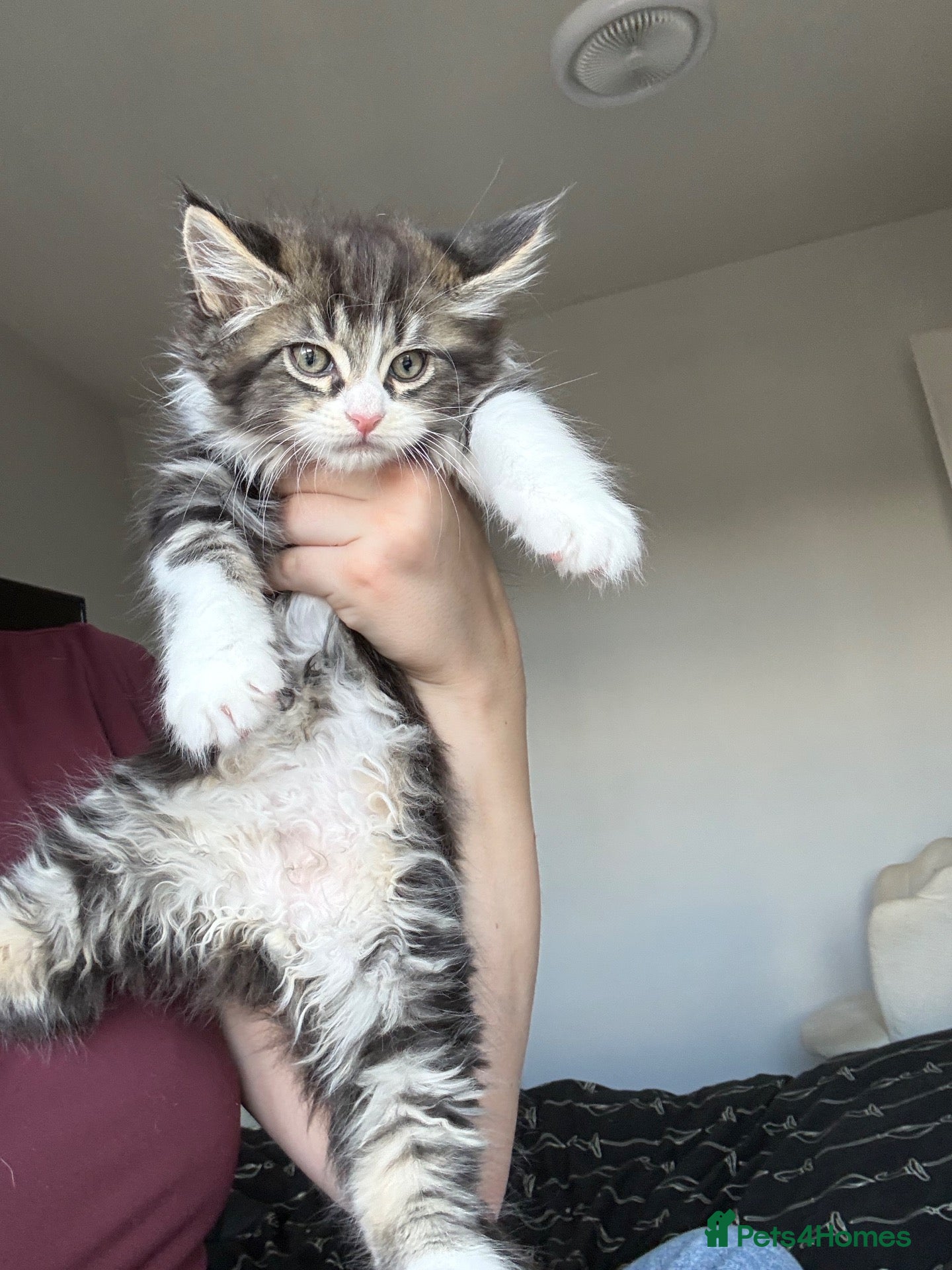 Maine Coon cats for sale: A fluffy Maine coone kitten  - Advert 2