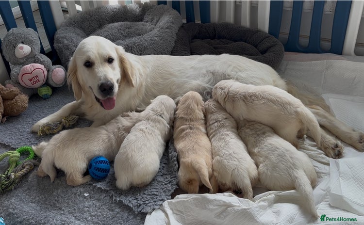 Golden Retriever dogs - Advert 8