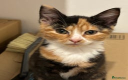 Domestic Shorthair cats for sale: Five kittens for sale  - Image 2