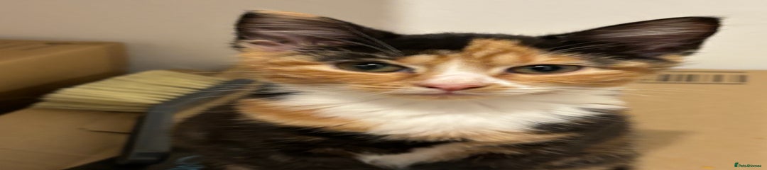 Domestic Shorthair Kitten 2