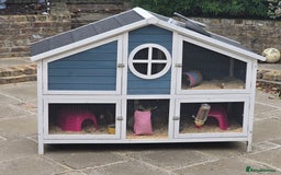 Guinea Pig rodents for sale: 2 sister guinea pigs with hutch  - Image 1
