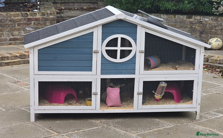 Guinea Pig rodents - Advert 1