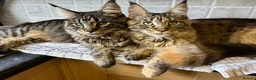 Maine Coon cats for sale: Beautiful Maine Coon Kittens – waiting list open! - Advert 4