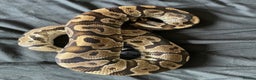 Python Snake reptiles for sale: Various Royal Pythons - Advert 7