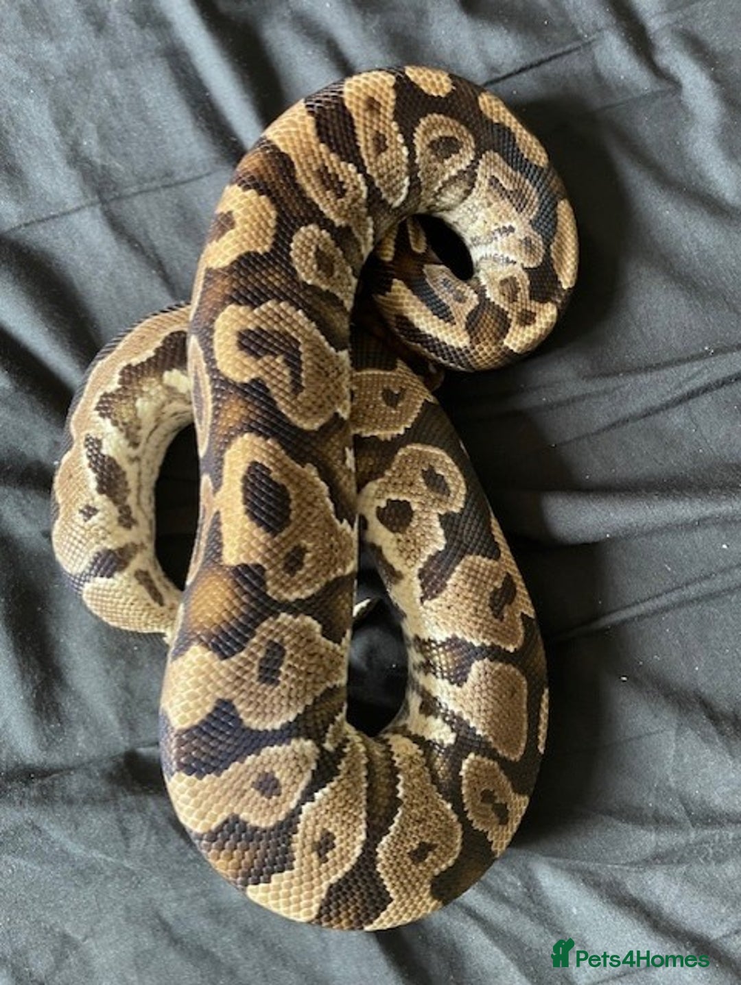 Python Snake reptiles for sale: Various Royal Pythons - Image 7