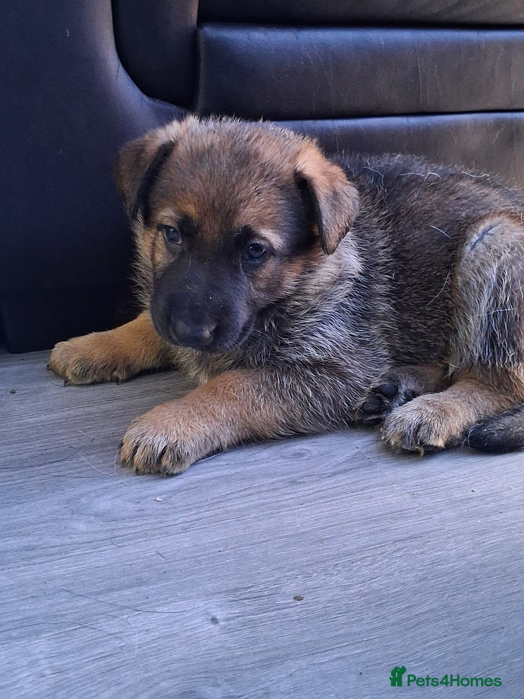 German Shepherd dogs for sale: APPROVED GSD PUPPIES,BLACK AND TAN,SABLE,SEE ALL P - Advert 4