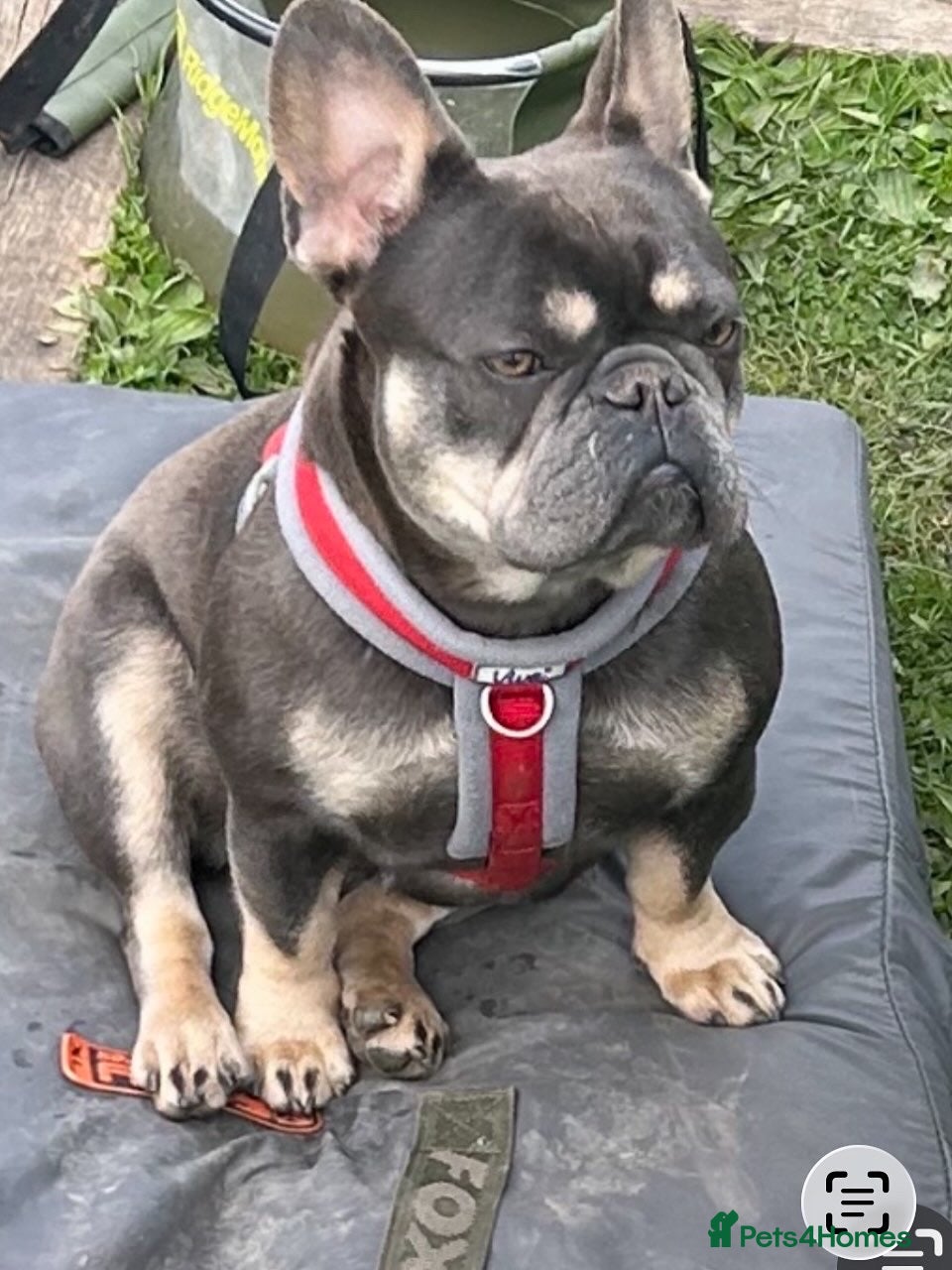 French Bulldog dogs French Bulldog Puppys - Advert 2