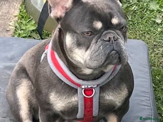 French Bulldog dogs French Bulldog Puppys - Advert 1