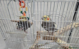 Cockatiels birds for sale: Two lovely cocktails  - Image 3