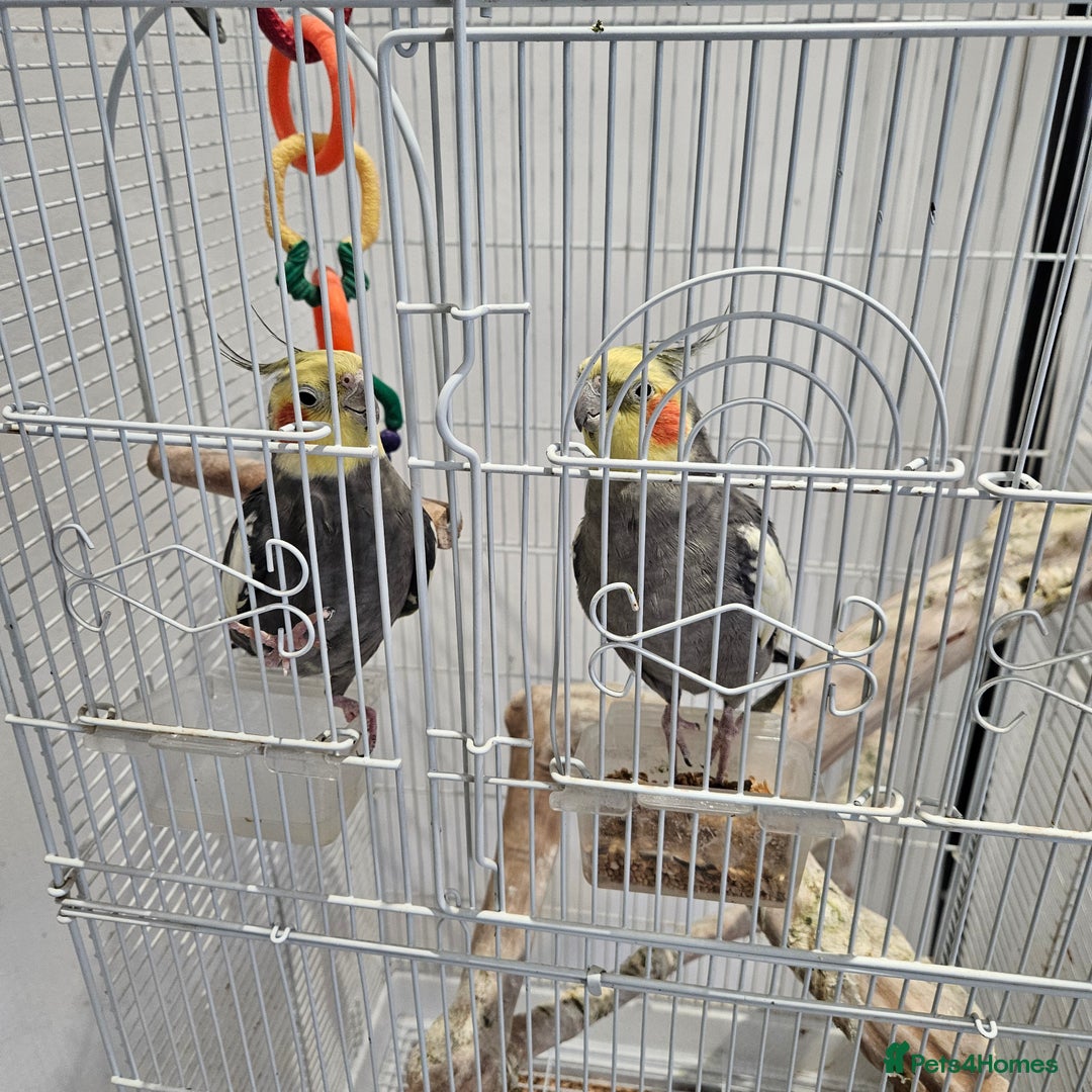 Cockatiels birds for sale: Two lovely cocktails  - Image 3