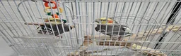 Cockatiels birds for sale: Two lovely cocktails  - Advert 3