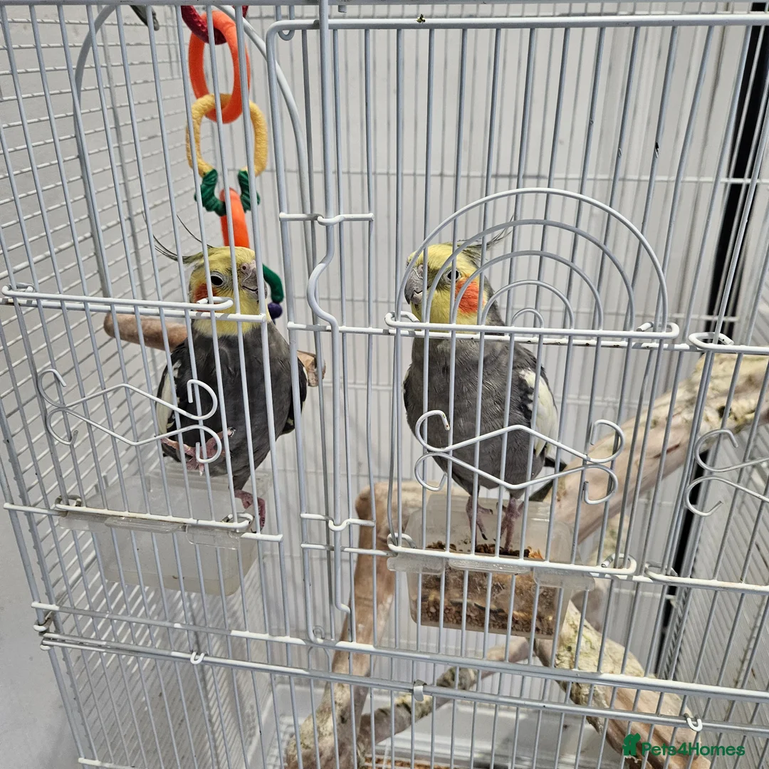 Cockatiels birds for sale: Two lovely cocktails  - Advert 3