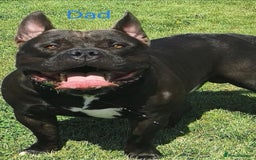 American Bully dogs for sale: Beautiful Pocket Bully Puppies - Home Raised - Advert 6