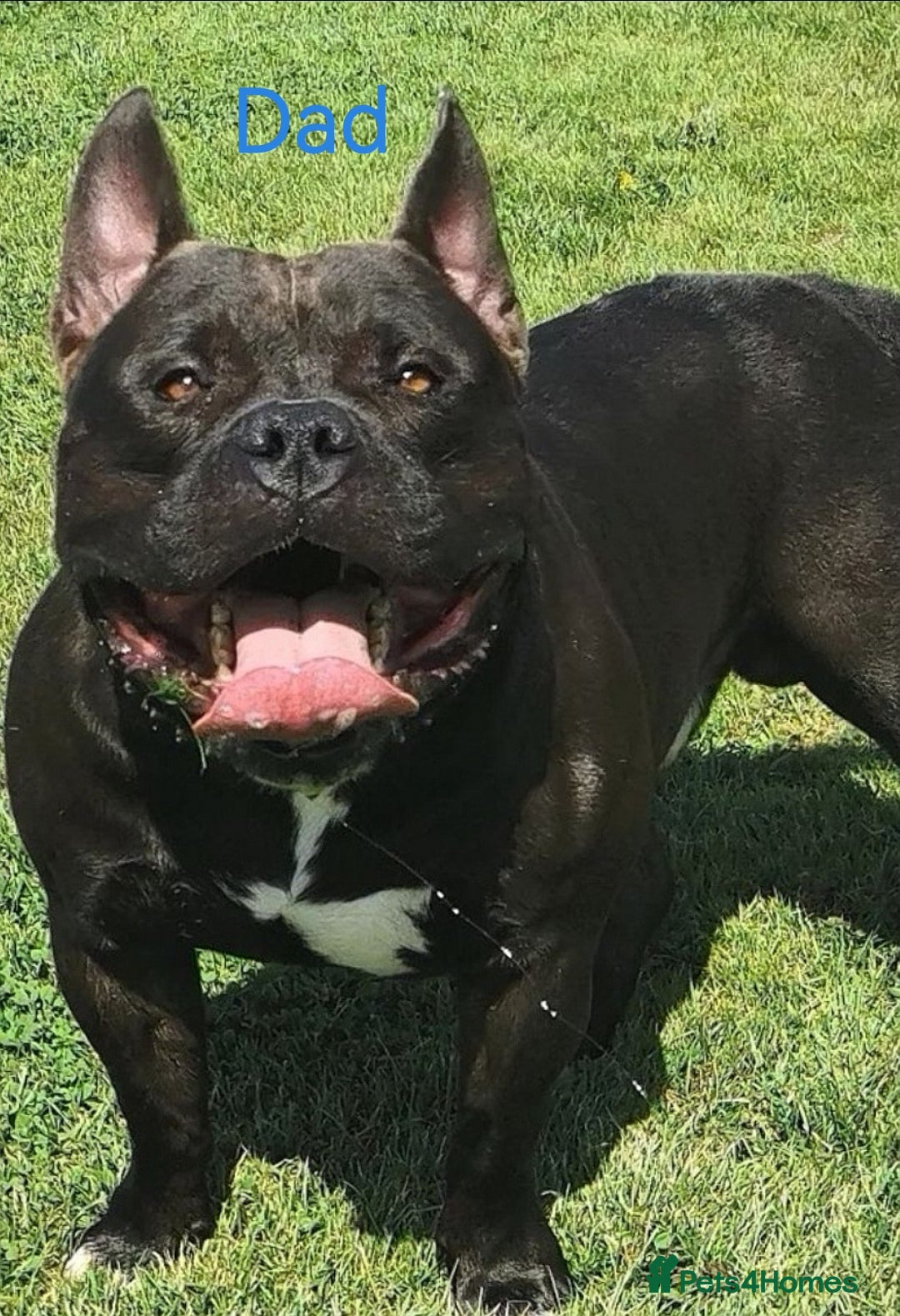 American Bully dogs for sale: Beautiful Pocket Bully Puppies - Home Raised - Advert 6