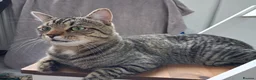 Mixed Breed cats for sale: Tabby cat  in Leeds - Advert 2