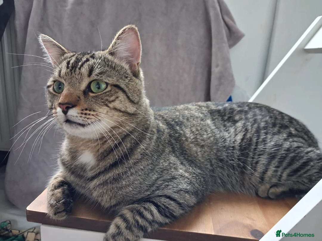 Mixed Breed cats for sale: Tabby cat  in Leeds - Advert 2
