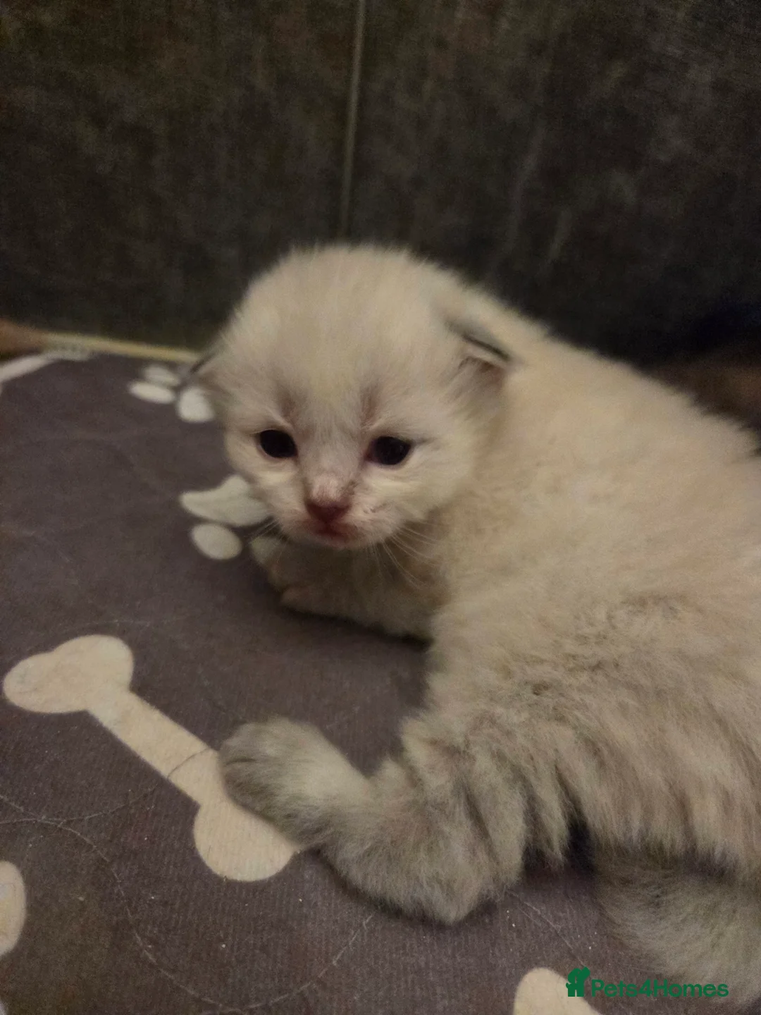 Scottish Fold cats for sale: Scottish Folds - Advert 4