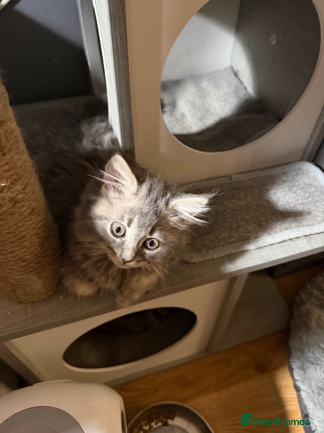 Persian cats for sale: Gorgeous Persian Cross Kittens - Image 14