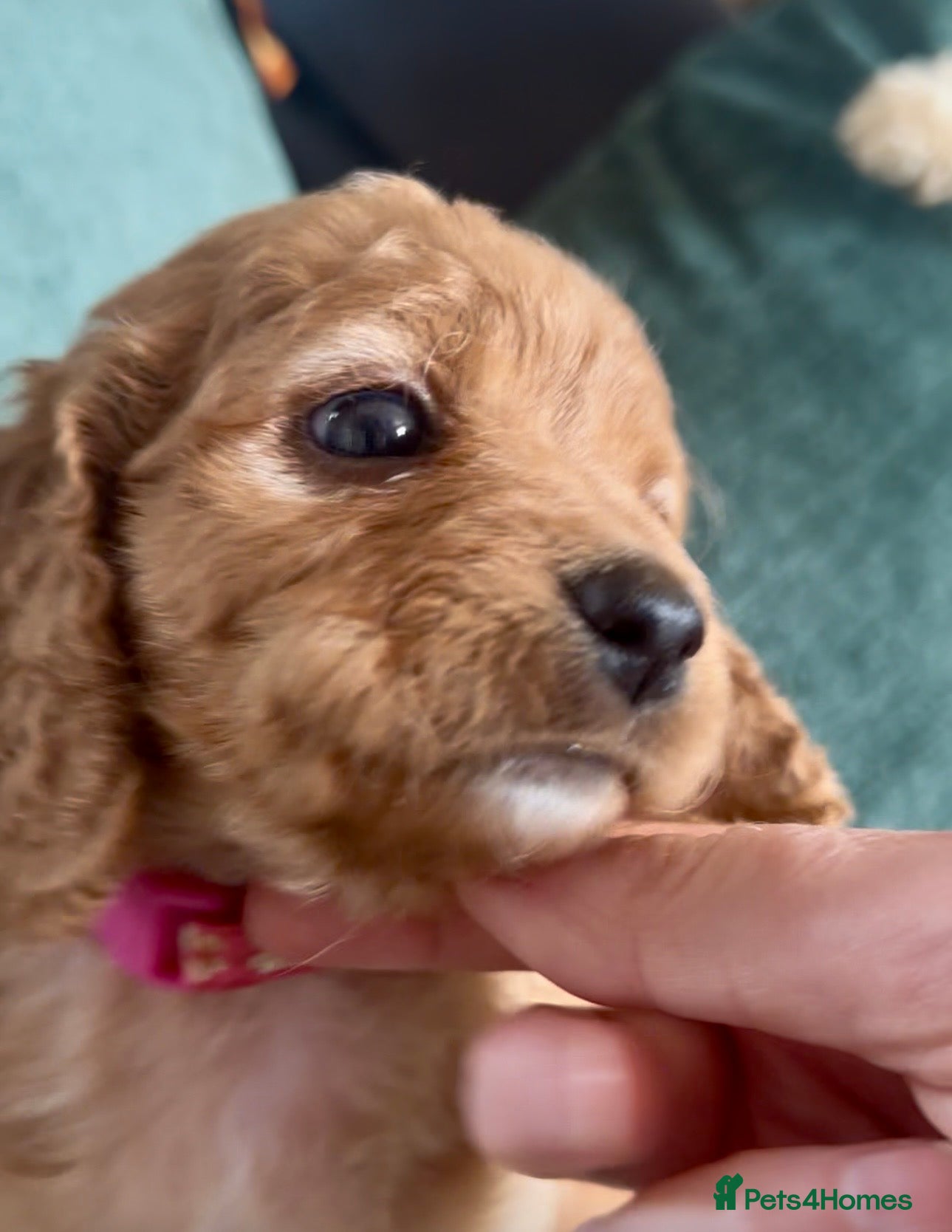 Cavapoochon dogs Lady of the Litter! Red Cavapoochon  - Advert 2