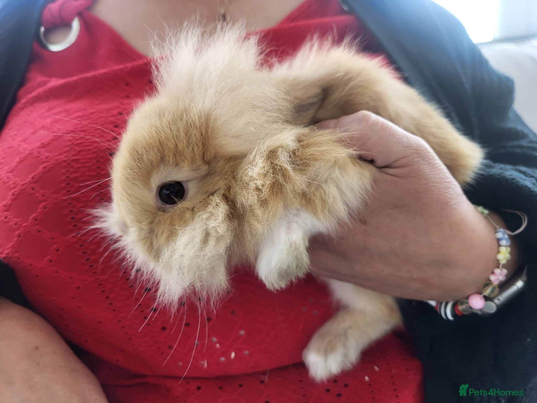 Lionhead rabbits 3 beautiful lionheas rabbits - Advert 2