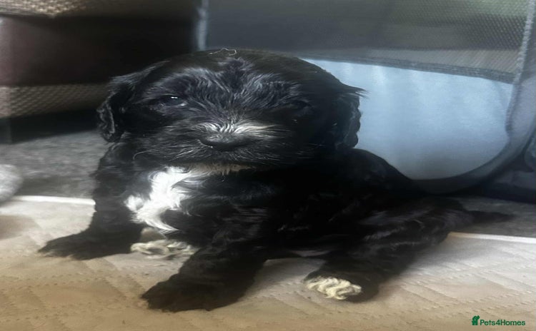 Cockapoo dogs - Advert 7