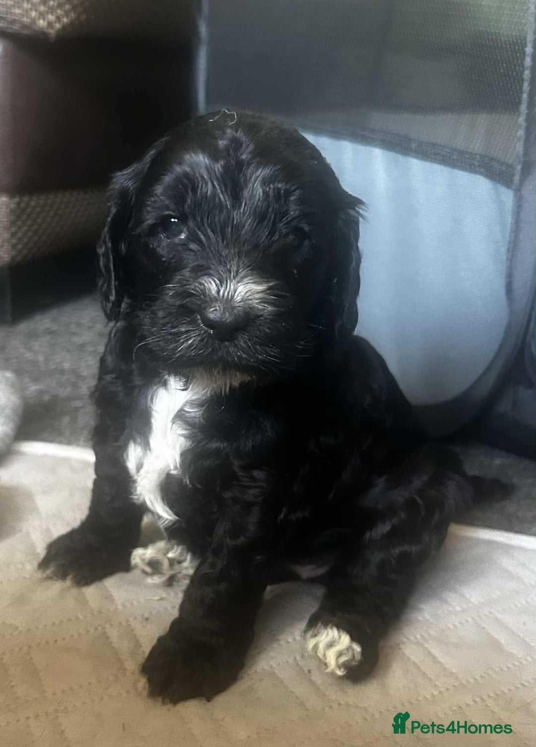 Cockapoo dogs for sale: F2b Cockapoo Pups - Image 1