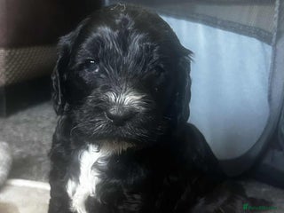 Cockapoo dogs - Advert 5