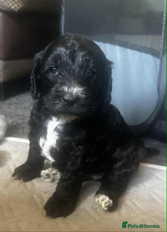 Cockapoo dogs - Advert 3