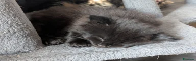 Mixed Breed 3