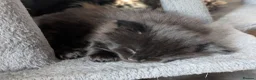 Mixed Breed cats for sale: 3 Handsome Male Kittens  - Advert 13