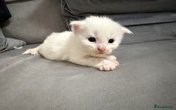 Maine Coon cats for sale: Maine Coon kittens some polydactyl.  - Advert 6