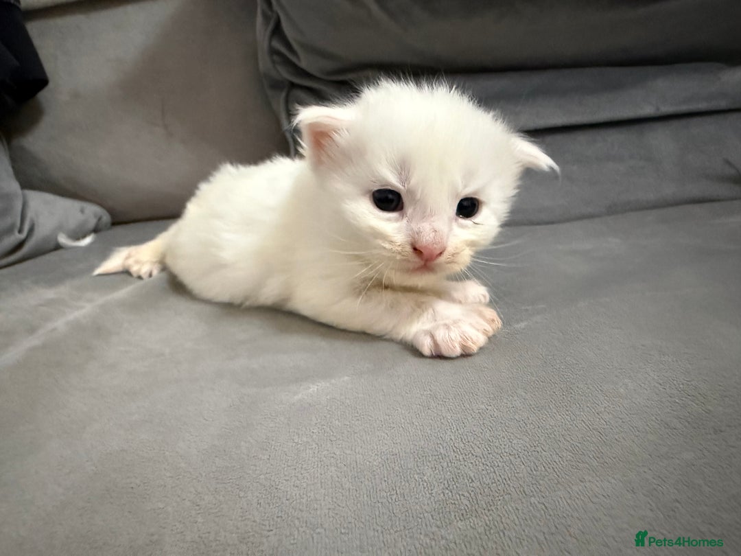 Maine Coon cats for sale: Maine Coon kittens some polydactyl.  - Advert 6