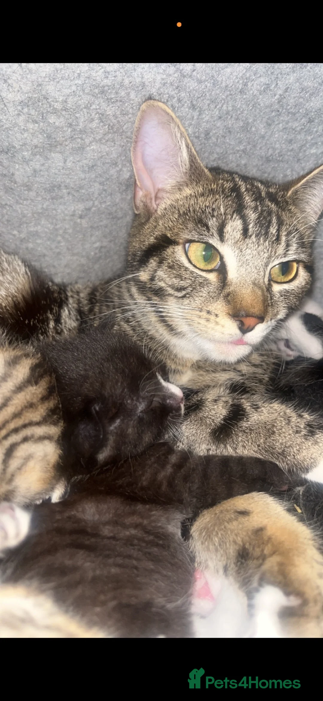 Domestic Shorthair cats for sale: 5 kittens for sale in Hayes - Advert 1