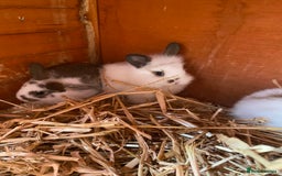 Mini Lop rabbits for sale: 3 beautiful girl baby bunnies  - Image 8