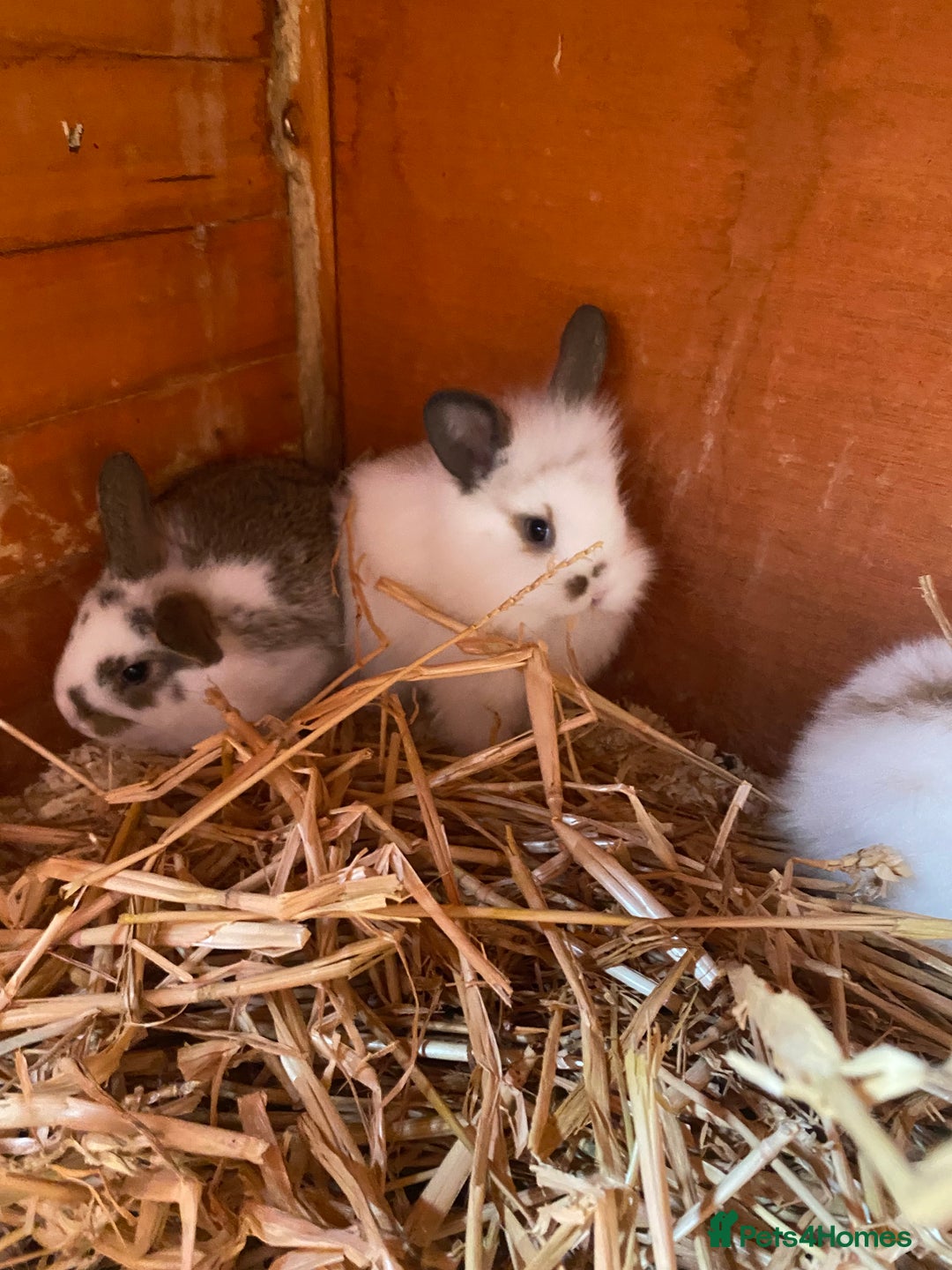 Mini Lop rabbits for sale: 3 beautiful girl baby bunnies  - Image 8