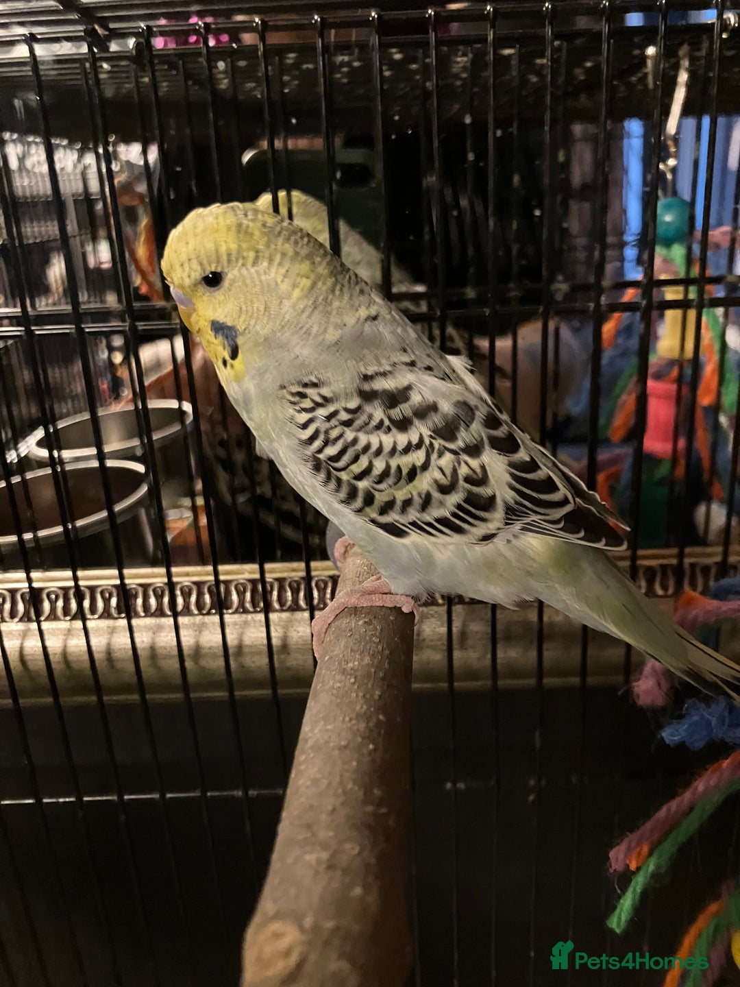 Budgerigars birds for sale: 16 Week Old Male Budgie - Image 2