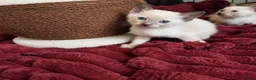 Burmese cats for sale: Chocolate Mink Boys ,registered,2x vet checked, - Advert 3