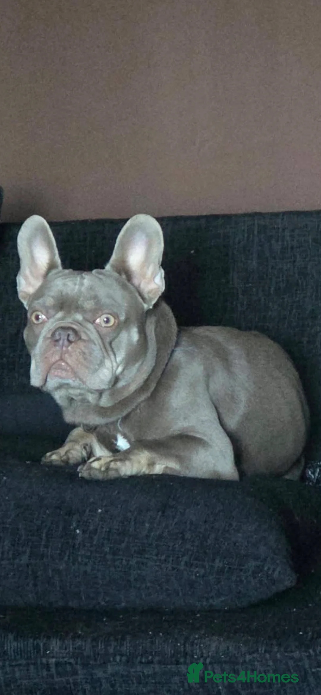 French Bulldog dogs for stud: Newshade and tan health tested French bulldog stud - Advert 2