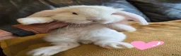 French Lop rabbits for sale: French lops 2 x doe's 2 x Bucks - Advert 4